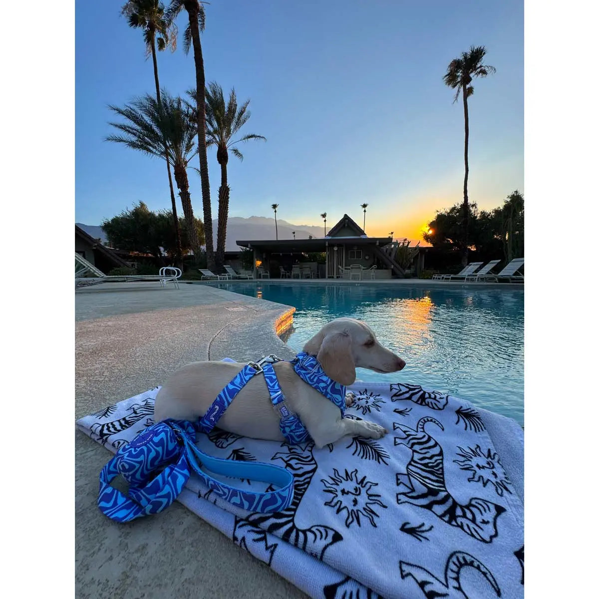 Adjustable Dog Harness - Retro Swim Club Collection Featuring Custom Neoprene Fabric and Breathable Mesh for Enhanced Comfort