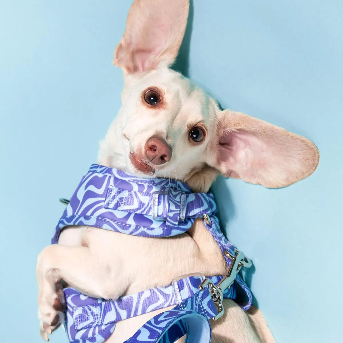 Adjustable Dog Harness - Retro Swim Club Collection Featuring Custom Neoprene Fabric and Breathable Mesh for Enhanced Comfort